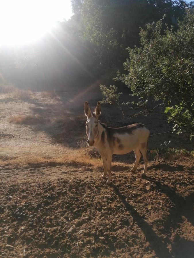 Casa Rural El Olivo Aracena Kültér fotó